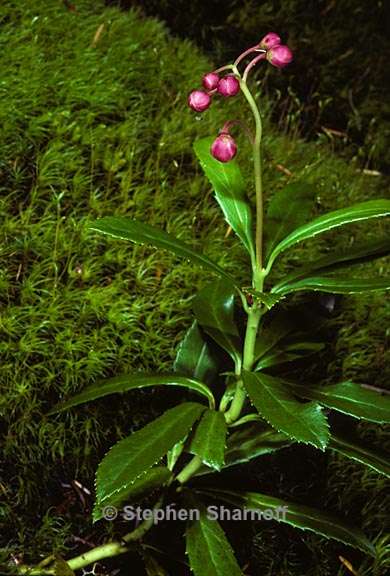 chimaphila umbellata 3 graphic